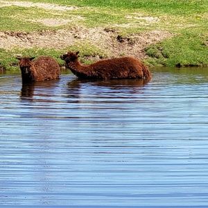Meet your Posher, Gemma